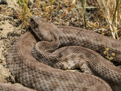Обитает в России: полутораметровая змея, яд которой убивает мгновенно